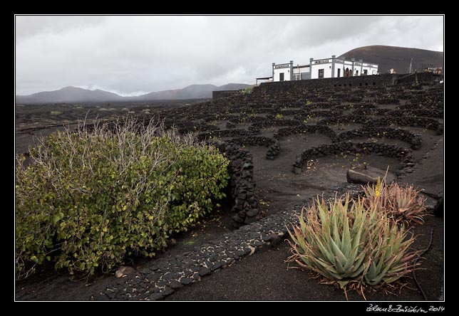 Lanzarote - La Geria