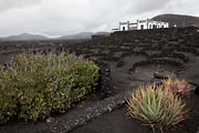 Lanzarote - La Geria