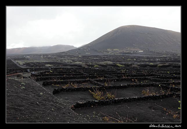 Lanzarote - La Geria vineyards