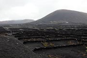 Lanzarote - La Geria vineyards