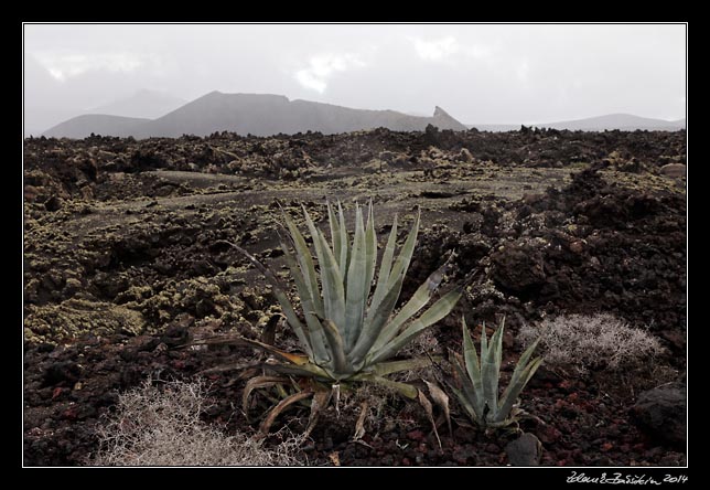 Lanzarote -