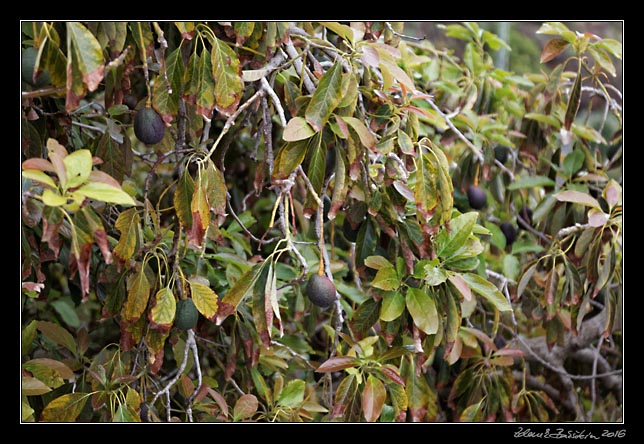 La Palma - Barranco de la Madera - avocados