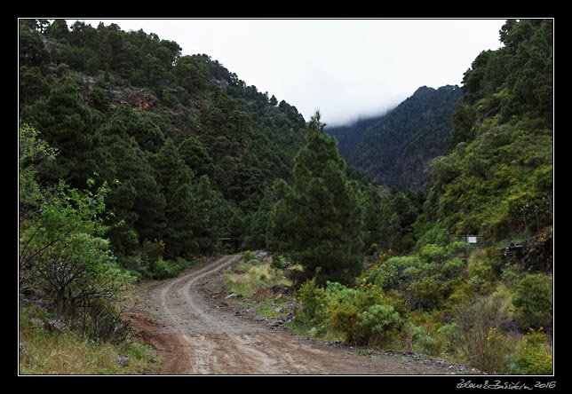 La Palma - Barranco de la Madera -