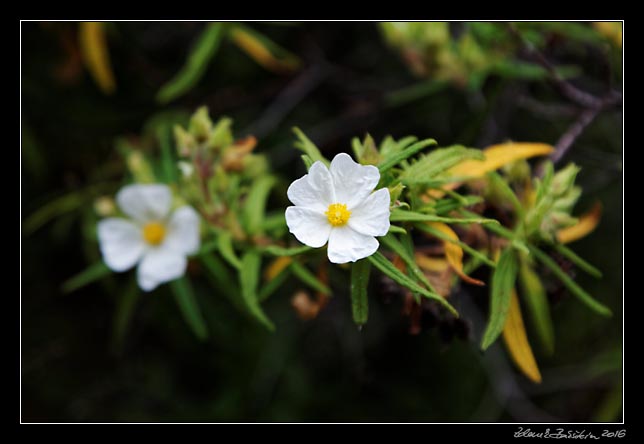 La Palma - Barranco de la Madera - a cistus