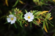 La Palma - Barranco de la Madera - a cistus