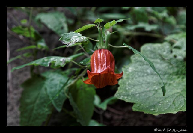 La Palma - Barranco de la Madera -