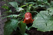 La Palma - Barranco de la Madera -