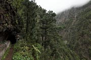 La Palma - Barranco de la Madera -