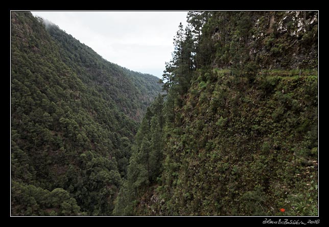 La Palma - Barranco de la Madera -