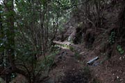 La Palma - Barranco de la Madera -