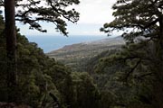 La Palma - Barranco de la Madera -