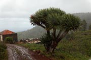 La Palma - NorthWest - Cueva de Agua