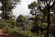 La Palma - Roque de los Muchachos - canarian pines