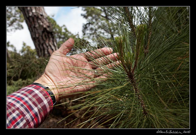 La Palma - Roque de los Muchachos - canarian pine needles