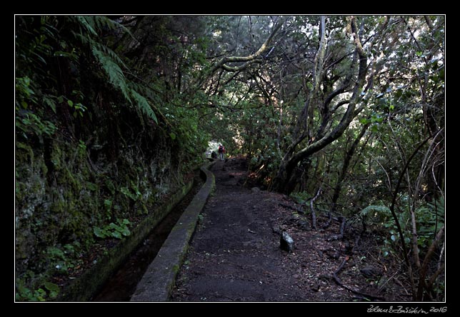 La Palma - Los Tilos -