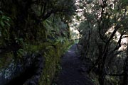 La Palma - Los Tilos -