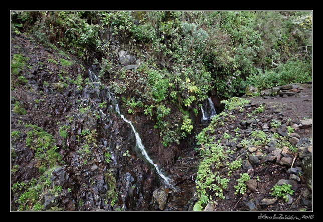 La Palma - Los Tilos -