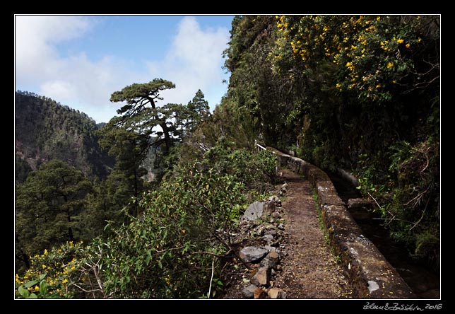 La Palma - Los Tilos -