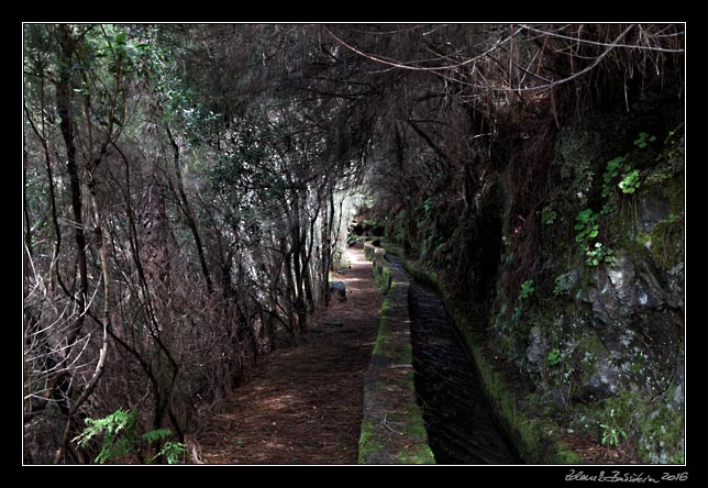 La Palma - Los Tilos -