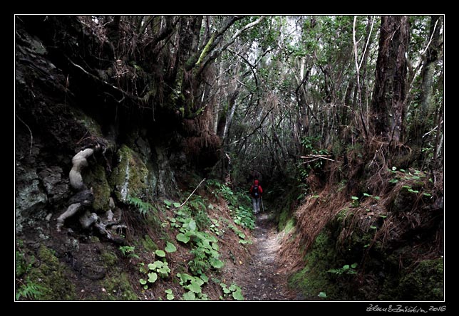 La Palma - Los Tilos -