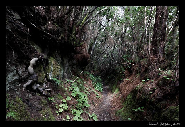 La Palma - Los Tilos -