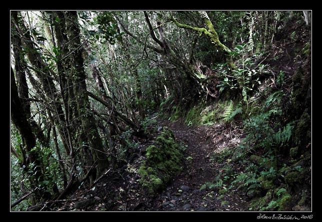 La Palma - Los Tilos -