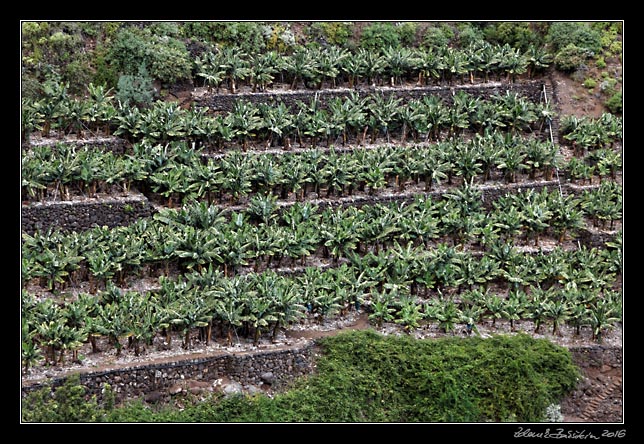 La Palma - Los Tilos -