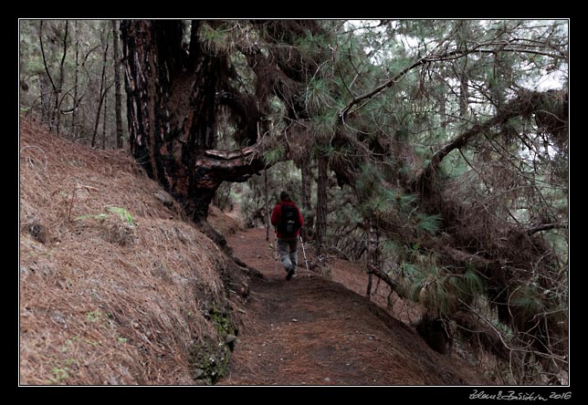 La Palma - Caldera Taburiente -