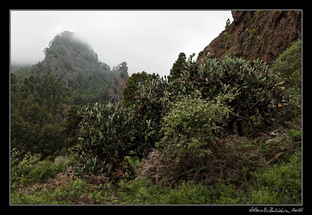 La Palma - Caldera Taburiente -