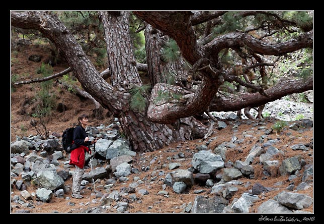 La Palma - Caldera Taburiente -