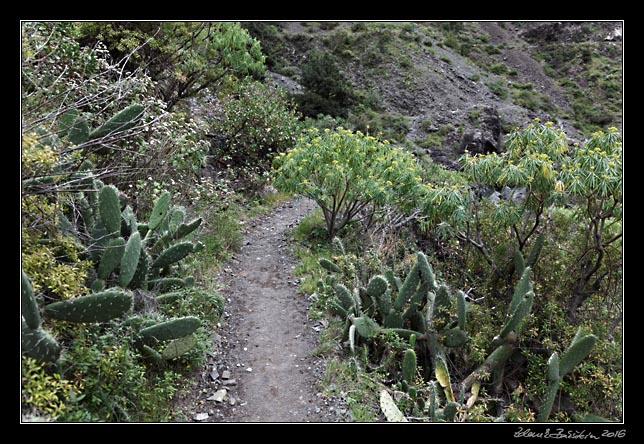 La Palma - Caldera Taburiente -