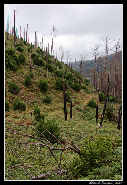 burnt forest below Boca do Risco