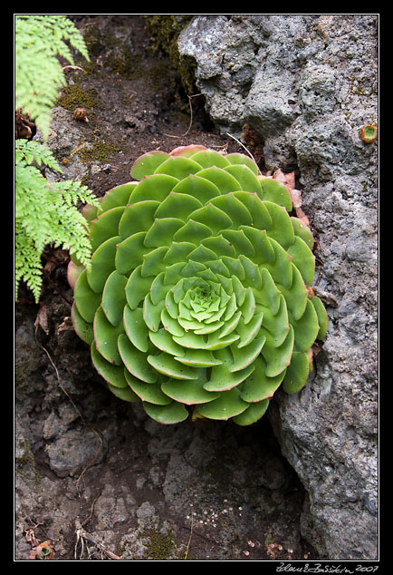 a houseleek