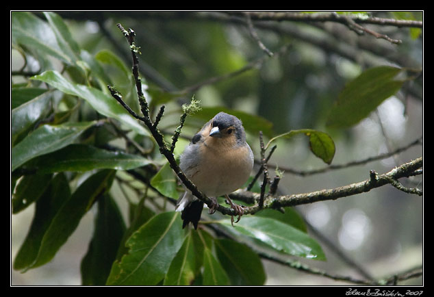 a finch