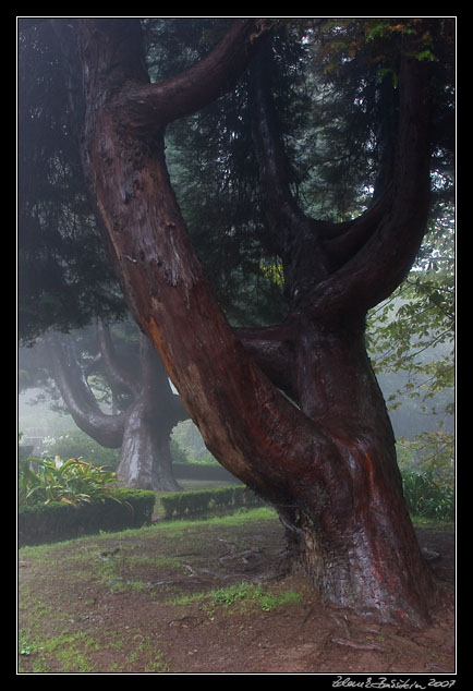 at Lamaceiros forestry house