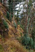 old path through eucalyptus forest to Curral das Freiras