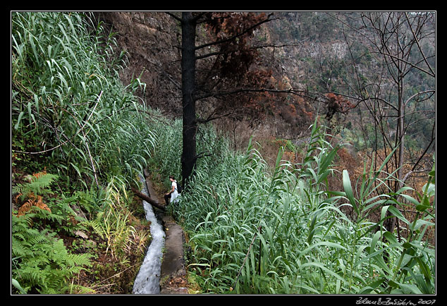 through sugar cane along Levada do Curral