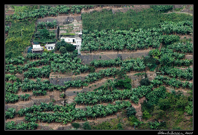 banana plantation in Socorridos Valley