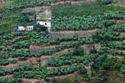banana plantation in Socorridos Valley