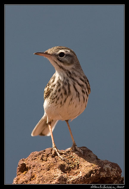 Berthelots Pipit