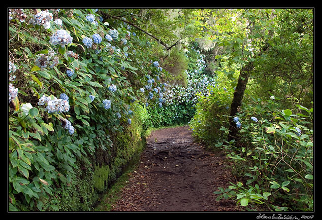 Levada do Caldeirao at Casa das Queimadas