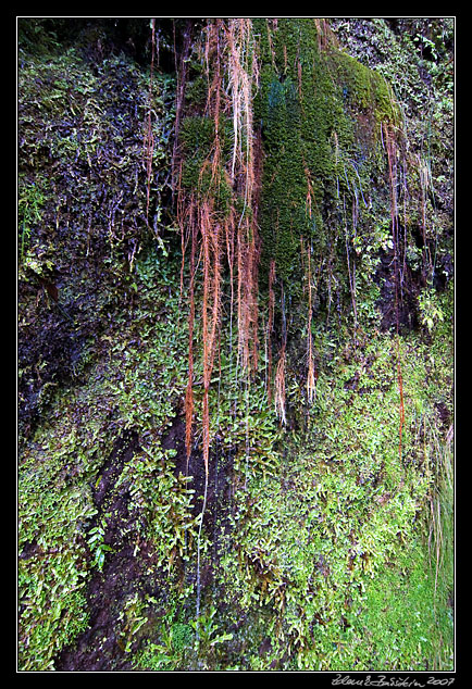 Levada do Caldeirao