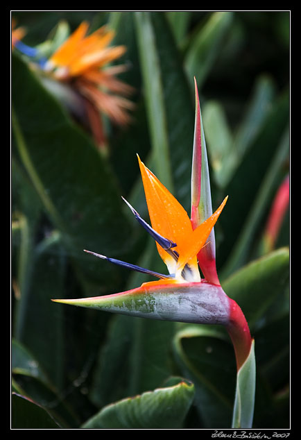 strelitzia