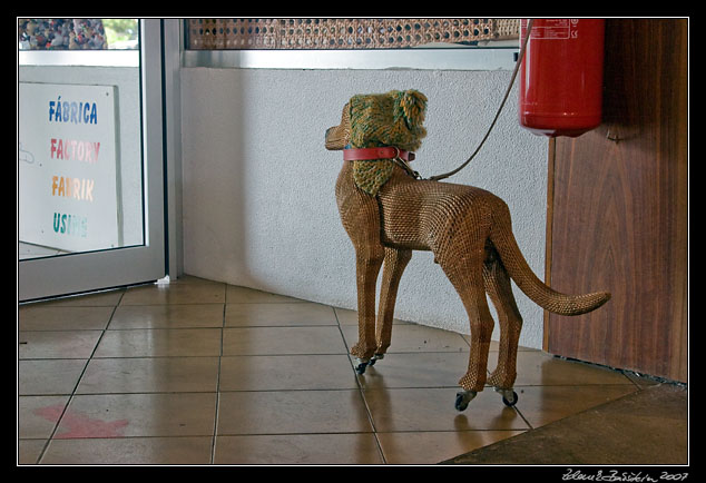 a guard dog in Camacha