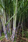 sugar cane