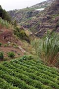 fields in Ribeira da Ponta do Sol valley