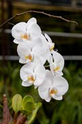 orchids in Quinta das Cruzes garden - Funchal