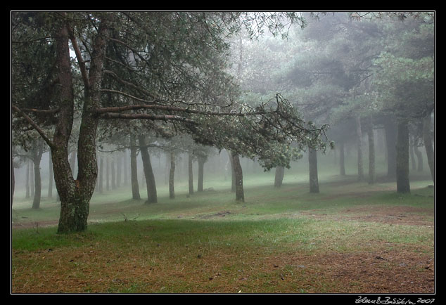 a fantasy pine forest