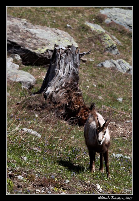 Alpes Maritimes - chamois