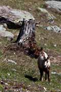 Alpes Maritimes - chamois